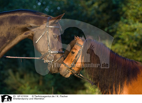 Shetlandpony und Warmblut / Shetlandpony and warm-blood / KF-01934