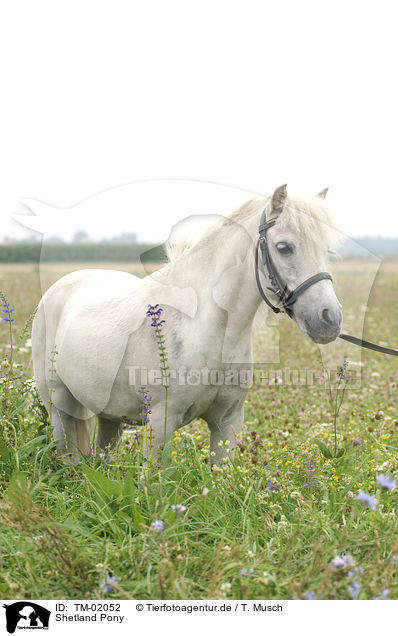 Shetland Pony / Shetland Pony / TM-02052