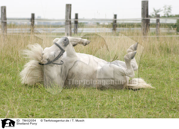 Shetland Pony / Shetland Pony / TM-02054