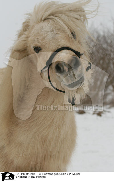 Shetland Pony Portrait / Shetland Pony Portrait / PM-04399