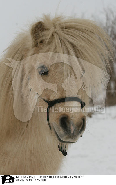 Shetland Pony Portrait / Shetland Pony Portrait / PM-04401