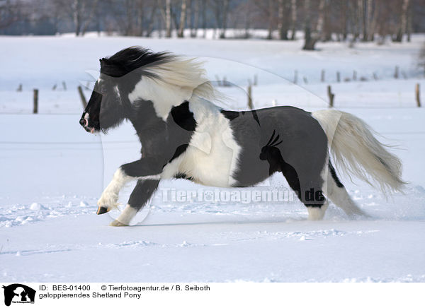 galoppierendes Shetland Pony / galloping Shetland Pony / BES-01400