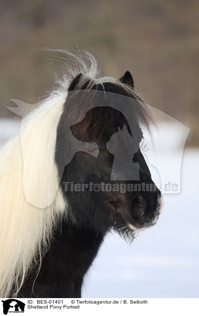 Shetland Pony Portrait / Shetland Pony Portrait / BES-01401