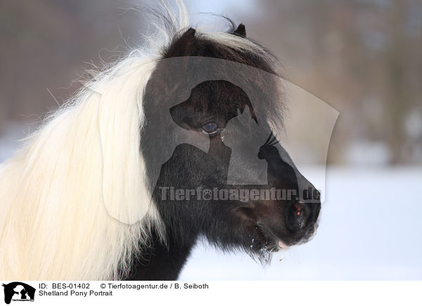Shetland Pony Portrait / Shetland Pony Portrait / BES-01402