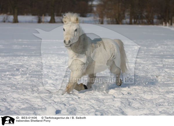 trabendes Shetland Pony / trotting Shetland Pony / BES-01406