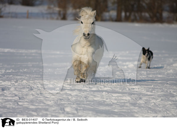 galoppierendes Shetland Pony / galloping Shetland Pony / BES-01407