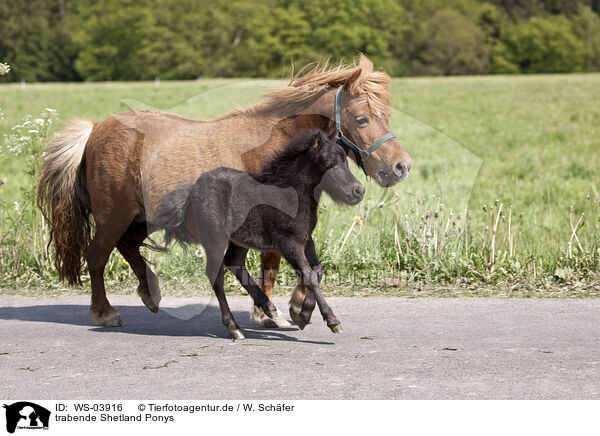 trabende Shetland Ponys / trotting Shetland Ponys / WS-03916