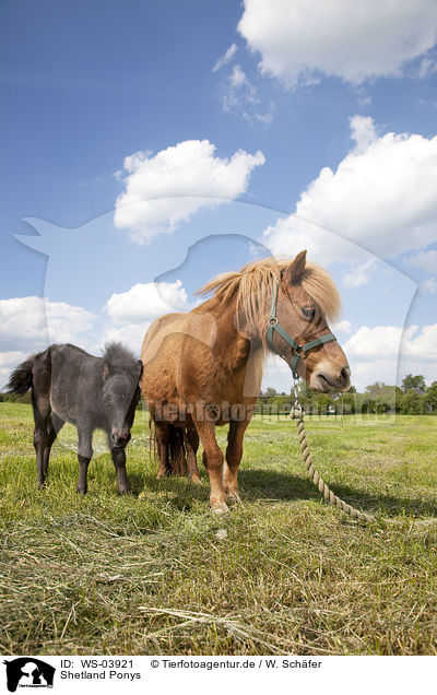 Shetland Ponys / Shetland Ponys / WS-03921