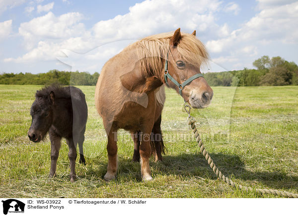 Shetland Ponys / Shetland Ponys / WS-03922