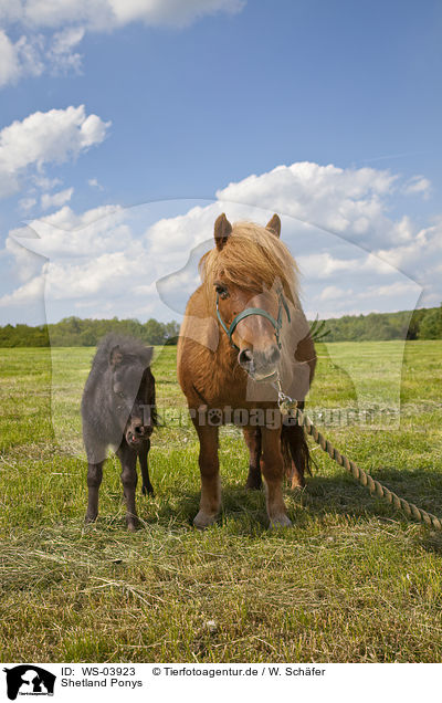Shetland Ponys / Shetland Ponys / WS-03923