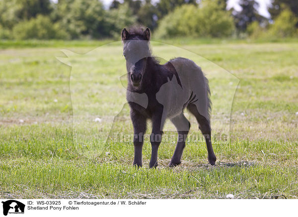Shetland Pony Fohlen / WS-03925