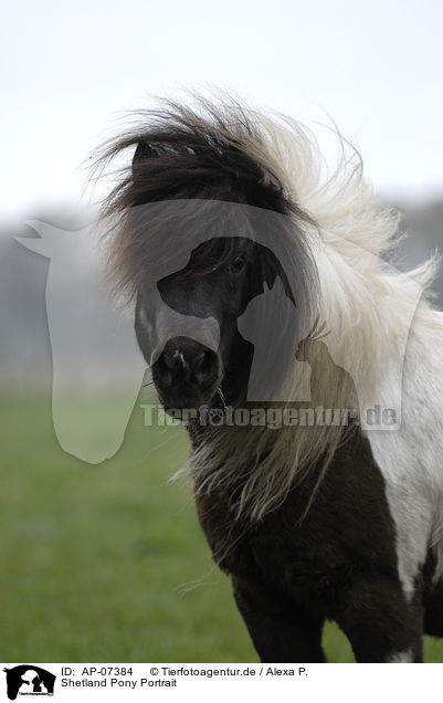 Shetland Pony Portrait / Shetland Pony Portrait / AP-07384