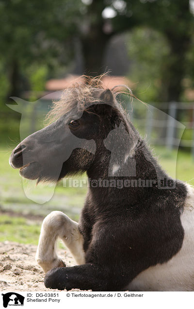 Shetland Pony / Shetland Pony / DG-03851