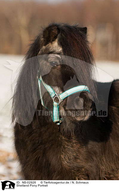 Shetland Pony Portrait / Shetland Pony Portrait / NS-02926
