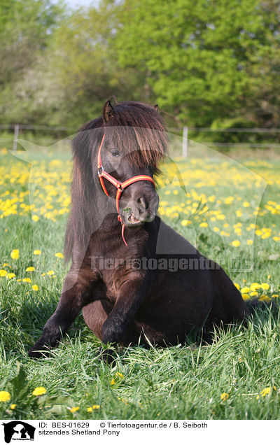 sitzendes Shetland Pony / BES-01629