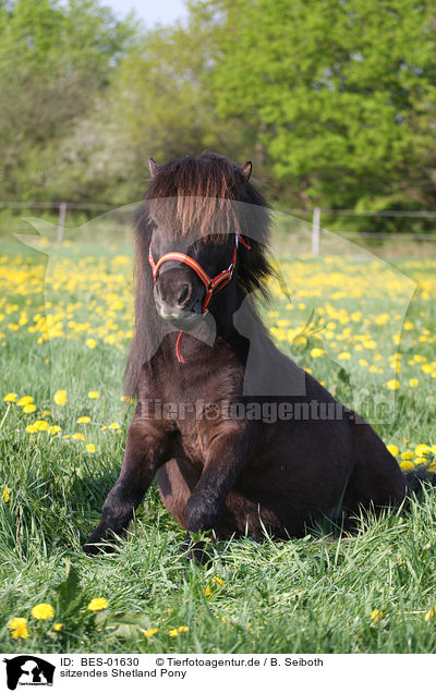 sitzendes Shetland Pony / sitting Shetland Pony / BES-01630