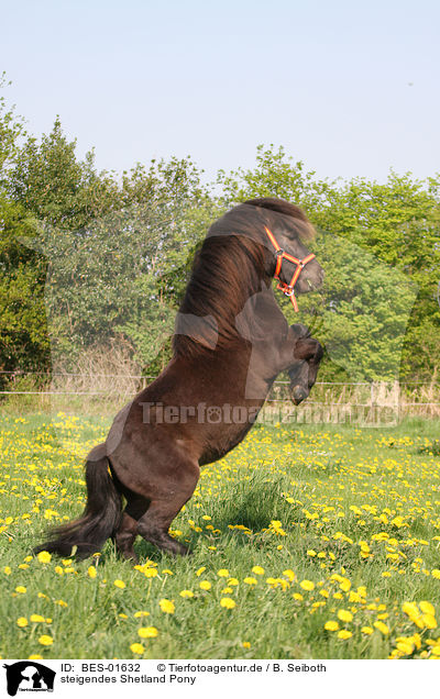 steigendes Shetland Pony / BES-01632