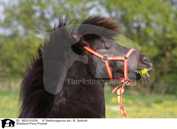 Shetland Pony Portrait / BES-01636