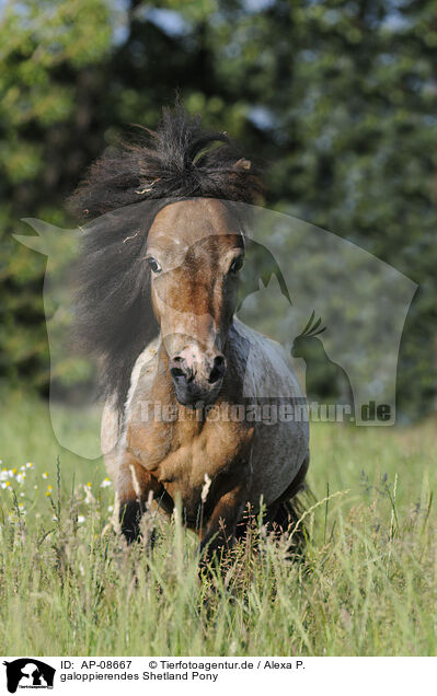 galoppierendes Shetland Pony / AP-08667