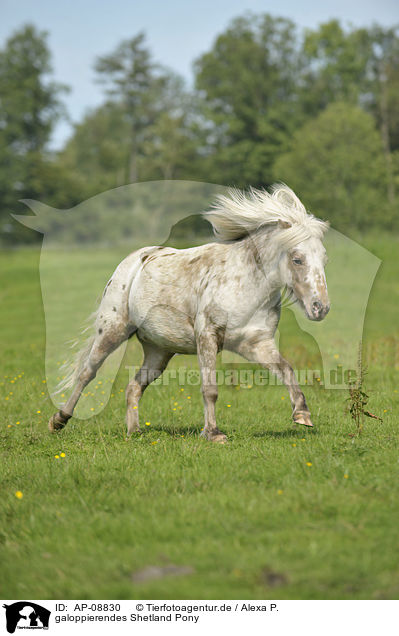 galoppierendes Shetland Pony / AP-08830
