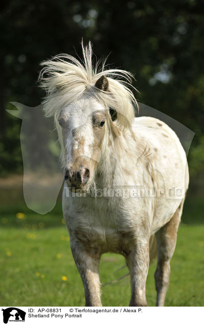Shetland Pony Portrait / AP-08831