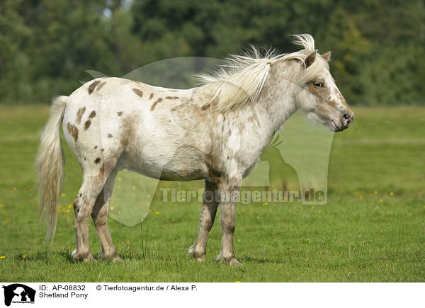 Shetland Pony / AP-08832