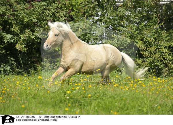 galoppierendes Shetland Pony / AP-08955