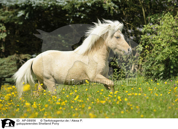 galoppierendes Shetland Pony / AP-08956