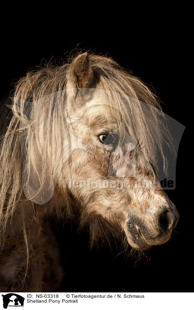 Shetland Pony Portrait / Shetland Pony Portrait / NS-03318