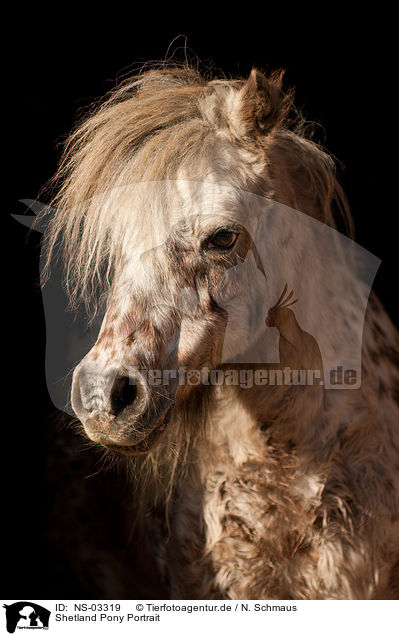 Shetland Pony Portrait / NS-03319