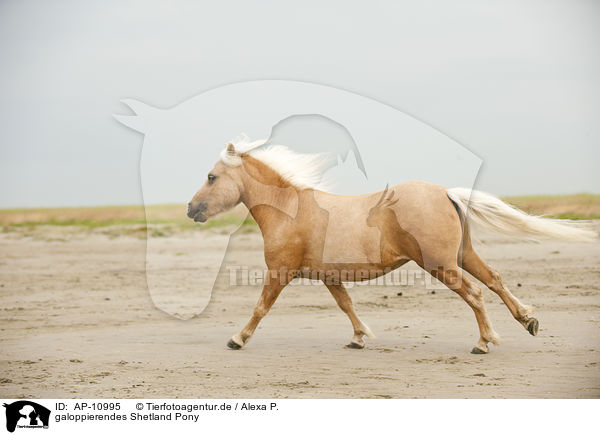 galoppierendes Shetland Pony / galloping Shetland Pony / AP-10995