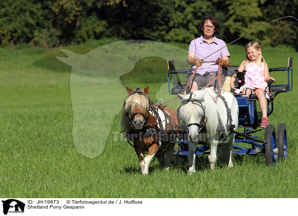 Shetland Pony Gespann / 2 Shetland Ponies / JH-19873