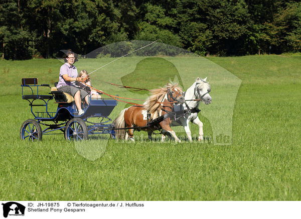 Shetland Pony Gespann / 2 Shetland Ponies / JH-19875