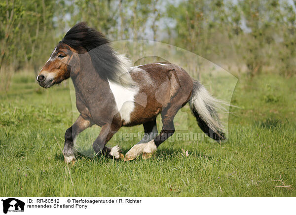 rennendes Shetland Pony / running Shetland Pony / RR-60512