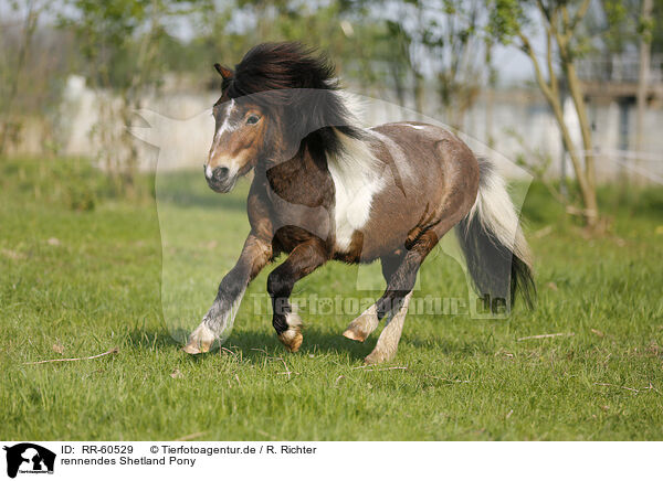 rennendes Shetland Pony / RR-60529