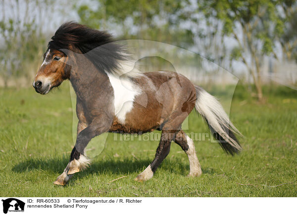 rennendes Shetland Pony / RR-60533
