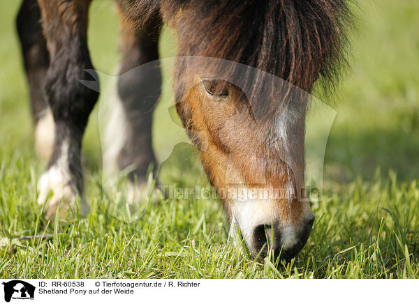 Shetland Pony auf der Weide / Shetland Pony on meadow / RR-60538