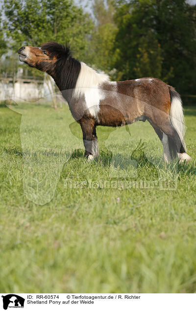 Shetland Pony auf der Weide / Shetland Pony on meadow / RR-60574