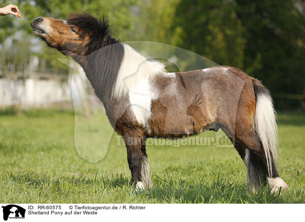 Shetland Pony auf der Weide / Shetland Pony on meadow / RR-60575