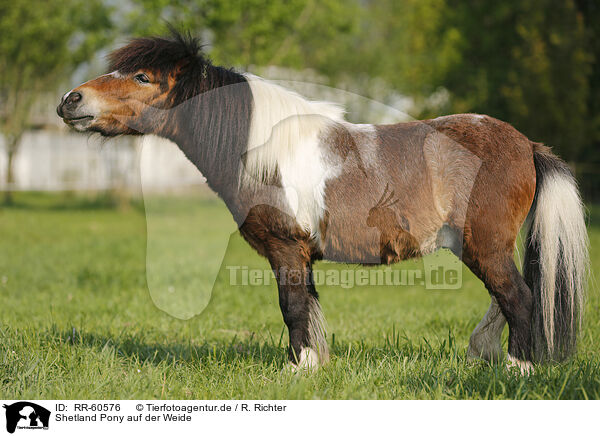 Shetland Pony auf der Weide / Shetland Pony on meadow / RR-60576