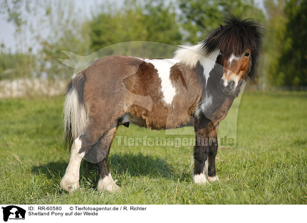Shetland Pony auf der Weide / Shetland Pony on meadow / RR-60580
