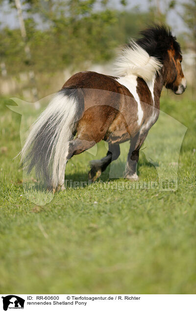 rennendes Shetland Pony / running Shetland Pony / RR-60600
