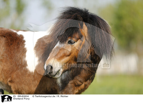 Shetland Pony / Shetland Pony / RR-60604