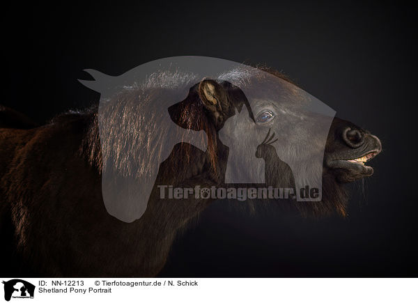 Shetland Pony Portrait / Shetland Pony Portrait / NN-12213