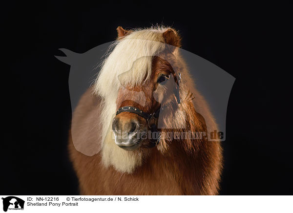 Shetland Pony Portrait / Shetland Pony Portrait / NN-12216
