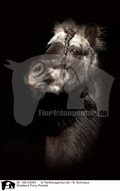 Shetland Pony Portrait / Shetland Pony Portrait / NS-03994