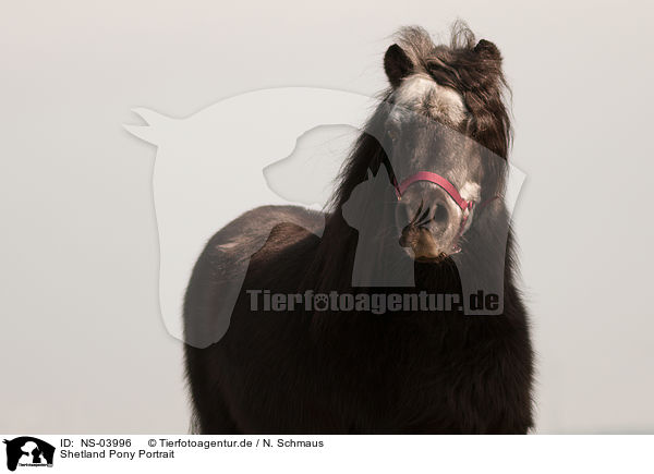 Shetland Pony Portrait / NS-03996