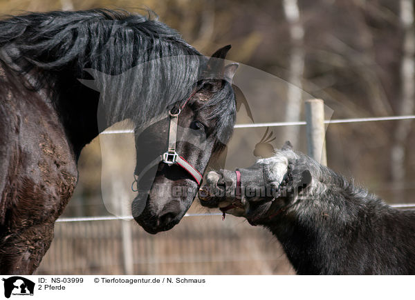 2 Pferde / NS-03999