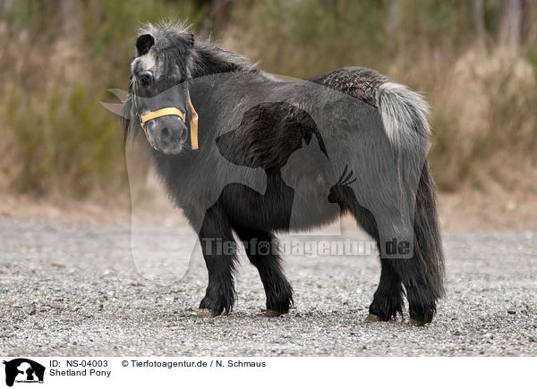 Shetland Pony / Shetland Pony / NS-04003