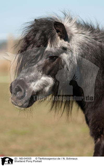 Shetland Pony Portrait / Shetland Pony Portrait / NS-04005